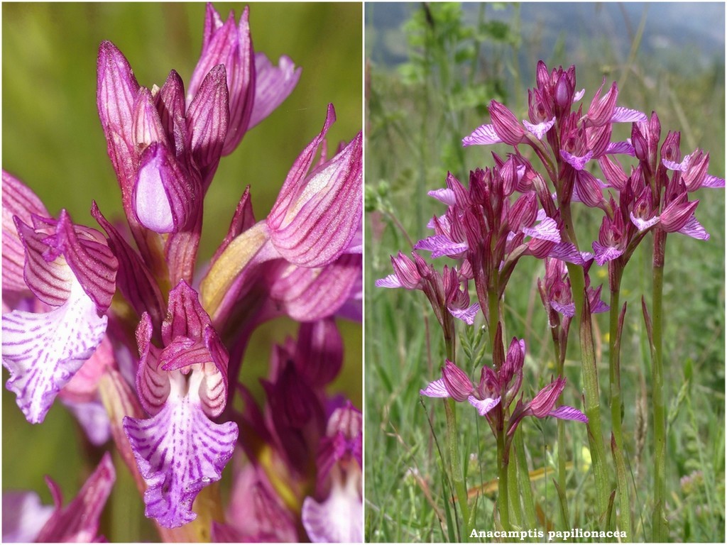 Ophrys tardive e altre orchidee in Epiro - Grecia settentrionale  22_30 maggio 2024.